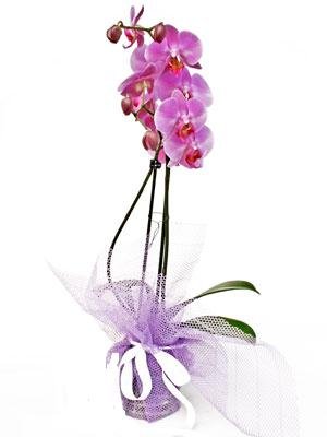 saks bitkisi 1 dal orkide iekilerin iei 