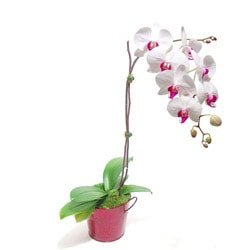 orkide saks iei salon bitkisi an ve zamanlara zel iekler 